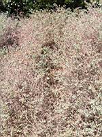 Dorycnum - Dorycnum hirsutum (en Corse) (02) (Photo F. Mrugala)